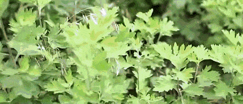 蒸汽艾草暖膝貼
